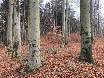  Die glatte, silbrige Borke ist das markante Zeichen der Rotbuche (Fagus sylvatica). Sie bildet auf entsprechenden Standorten auch Reinbestnde (hier bei Waldenburg in Sachsen), die oft von einer, an Frhlingsgeophyten reichen Krautflora begleitet werden. 