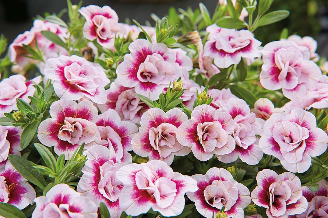 "Double PinkTastic" von Selecta one mit zweifarbig pink-weien Kreisen im Zentrum jeder Blte ist ein Blickfang mit umwerfender Farbwirkung.