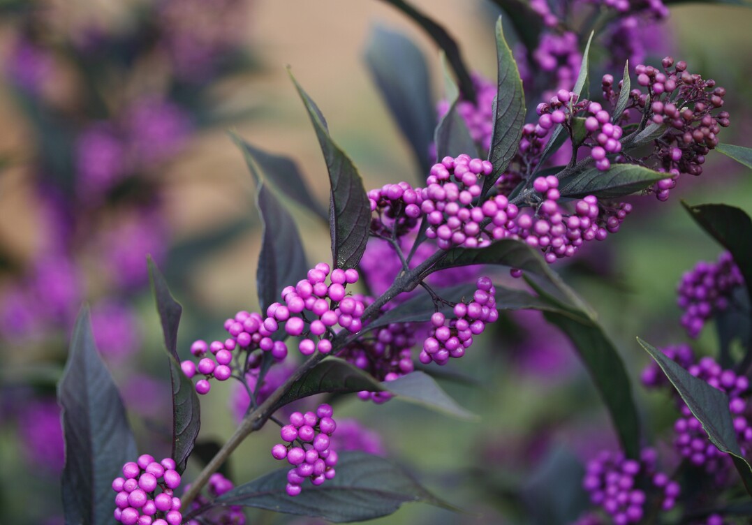 Callicarpa "Pearl Glam", neue Proven Winner-Sorte