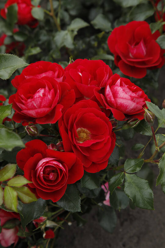    Caracho (Kordes Rosen)

ist eine breitbuschig wachsende Kleinstrauchrose mit leicht gefllten Bltenschalen, die in mehreren ppigen Bltenfloren erscheinen. Insektenfreundlich, ideal in flchiger Pflanzung und gemischten Beeten. Ergnzung der RIGO-ROSEN-Kollektion mit hoher Blattgesundheit (ADR-Prdikat 2020). 