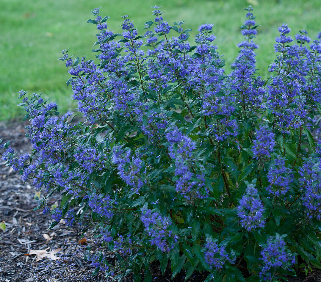 Caryopteris "Beyond Midnight" ist hitze- und trockenvertrglich.