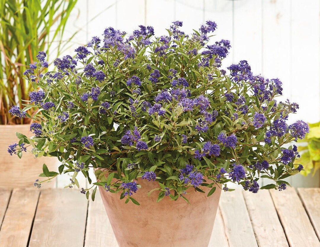 Caryopteris Camara Compact Blue - eine Neuheit in der Saison 2024 bei Volmary<br>