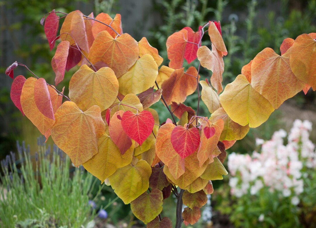 Cercis Eternal Flame wurde Chelsea Plant of the Year 2021.