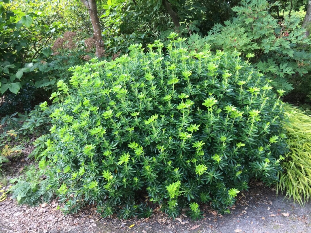 Choisya Green Fingers mit rundem Habitus