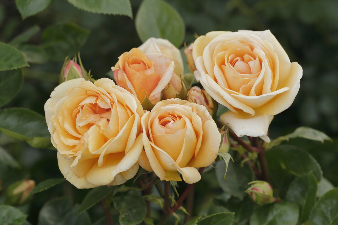Die Neuheit "Circle of Life" ist laut Rosen Tantau die verbesserte "Hansestadt Rostock".