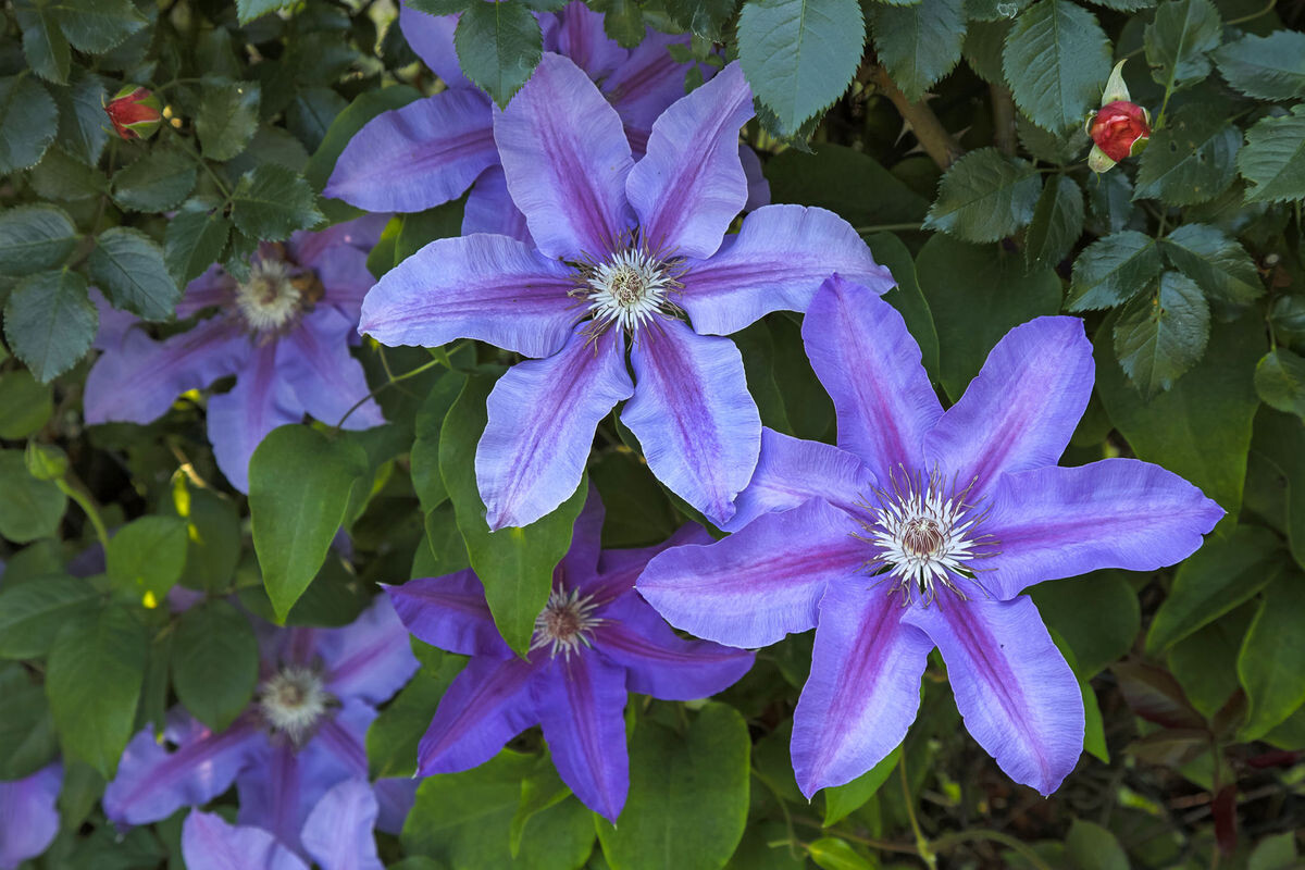 Welche Clematis man jetzt schneidet Gartenpraxis