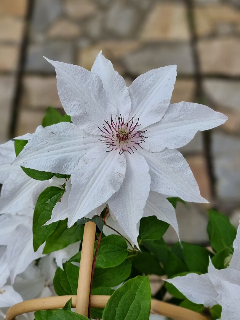 Clematis Sparkler