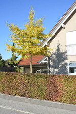Cornus-Hecke und Gingko