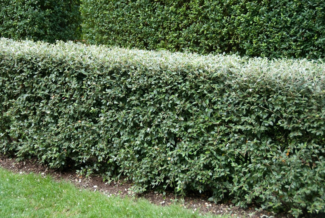 Cotoneaster franchetii absorbiert effektiv den Feinstaub von der Straße.