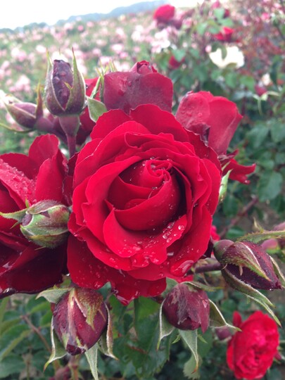  Crazy in Love (Roses Forever)

ist eine neue Sorte aus der PlantnRelax-Serie, gezchtet von Rosa Eskelund. Diese 1,5 bis 1,8 m hochwachsende Kletterrose (50 bis 60 cm breit) eignet sich auch als hohe Floribunda-Strauchrose im Beet. Sie berzeugt mit groen nostalgisch gefllten roten Blten, die in dichten Dolden stehen und fortwhrend bis in den Herbst erscheinen. Gute Schnittrose. Krftig wachsend, robust und gesund mit leicht bogigen Bltentrieben. (RosesForever)