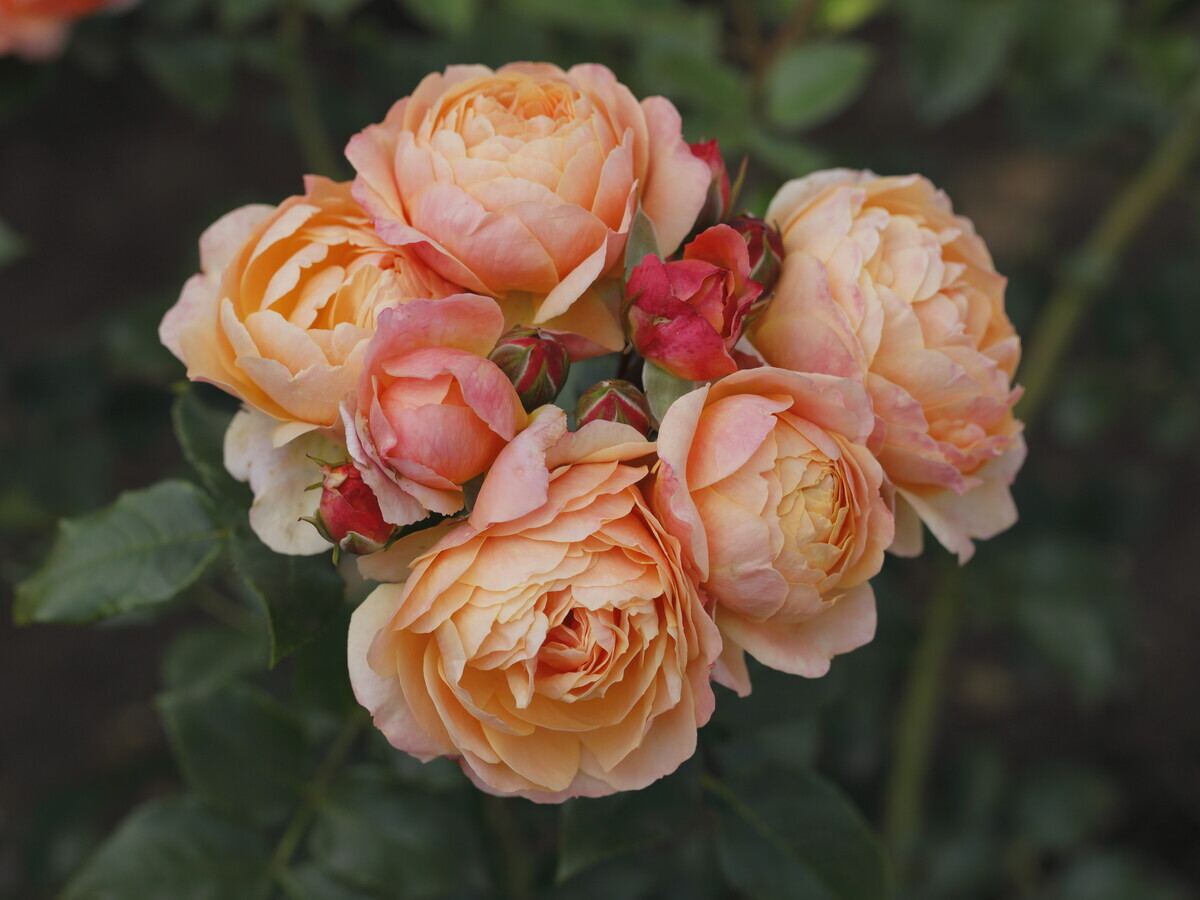 Neue Rosensorten 2024 - Gartenpraxis