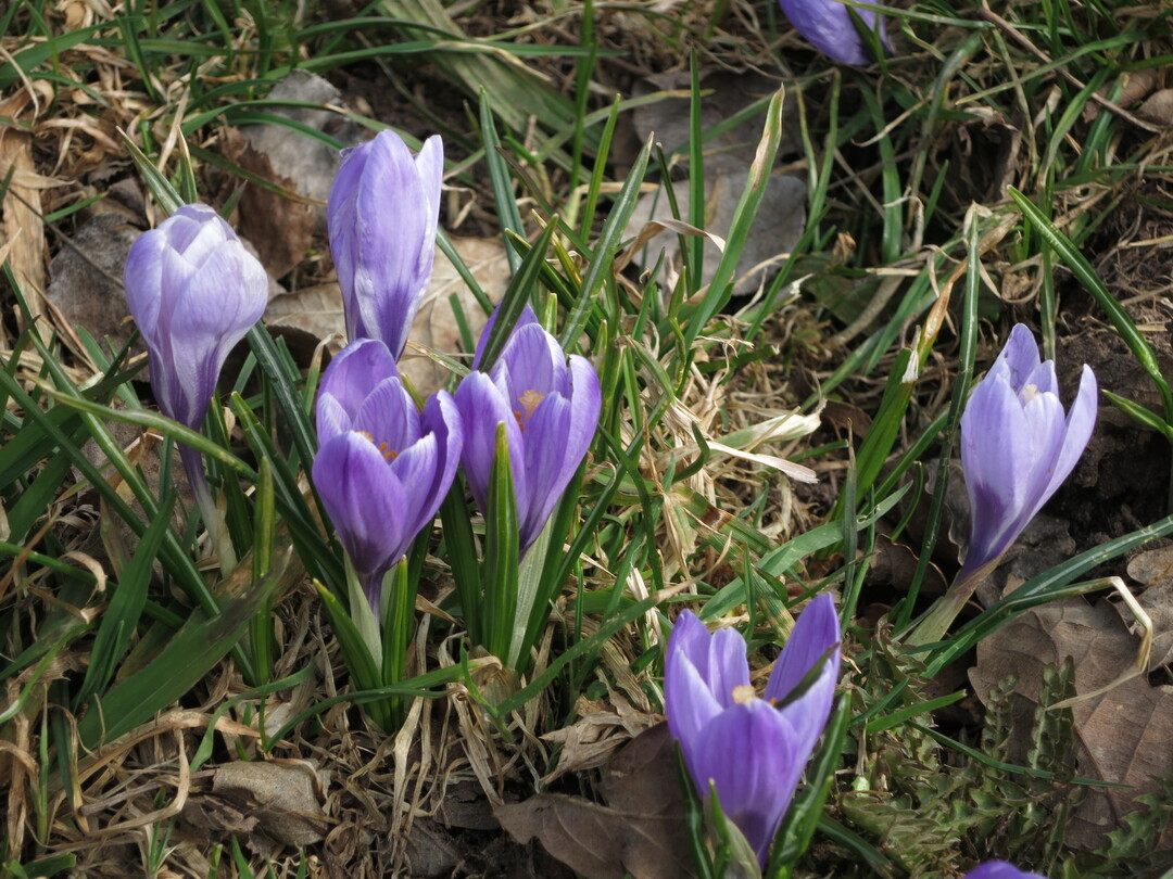 Bei zeitiger Krokusblte nach milden Wintern bleiben oft die Bestuber aus. 