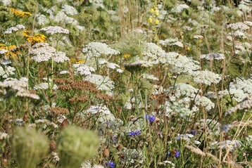 Die Blumenwiese in Melle mit blhender Wilder Mhre und Rainfarn wurde zum Naturwunder 2018 gewhlt.