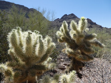  Cylindropuntia bigelovii am Naturstandort