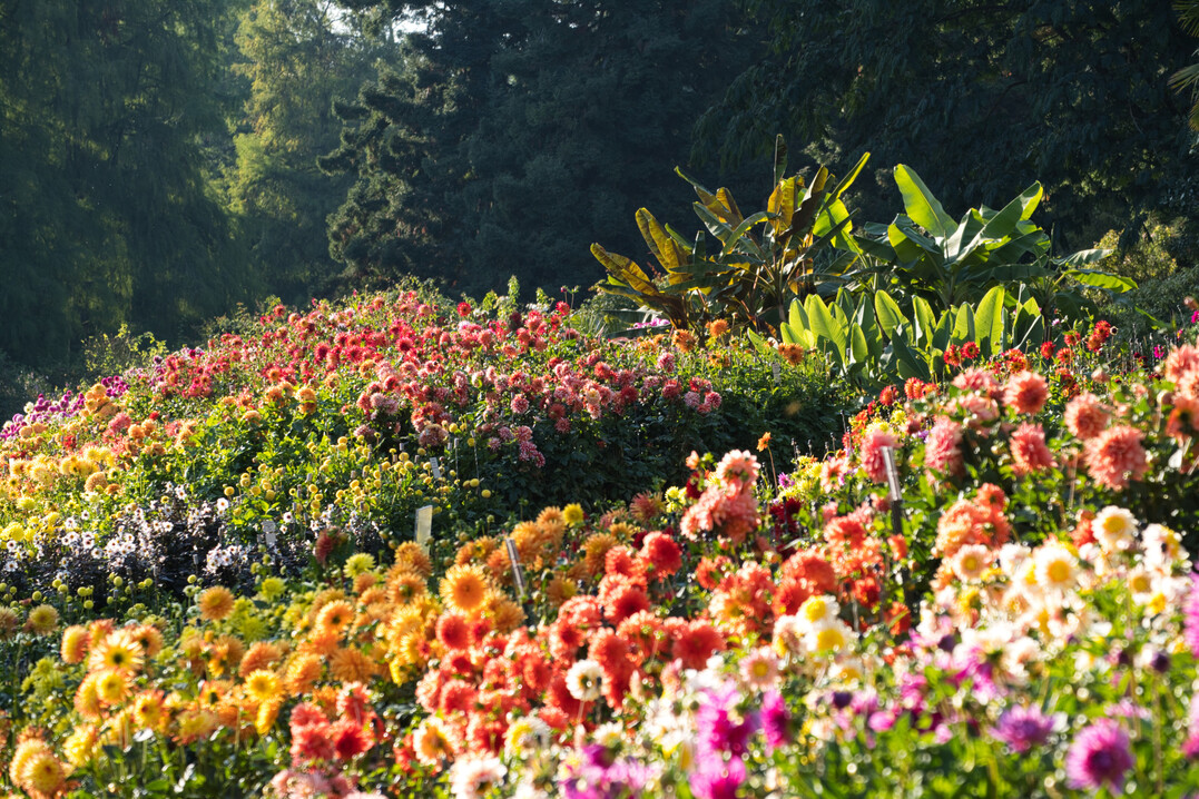 Dahlien auf der Insel Mainau