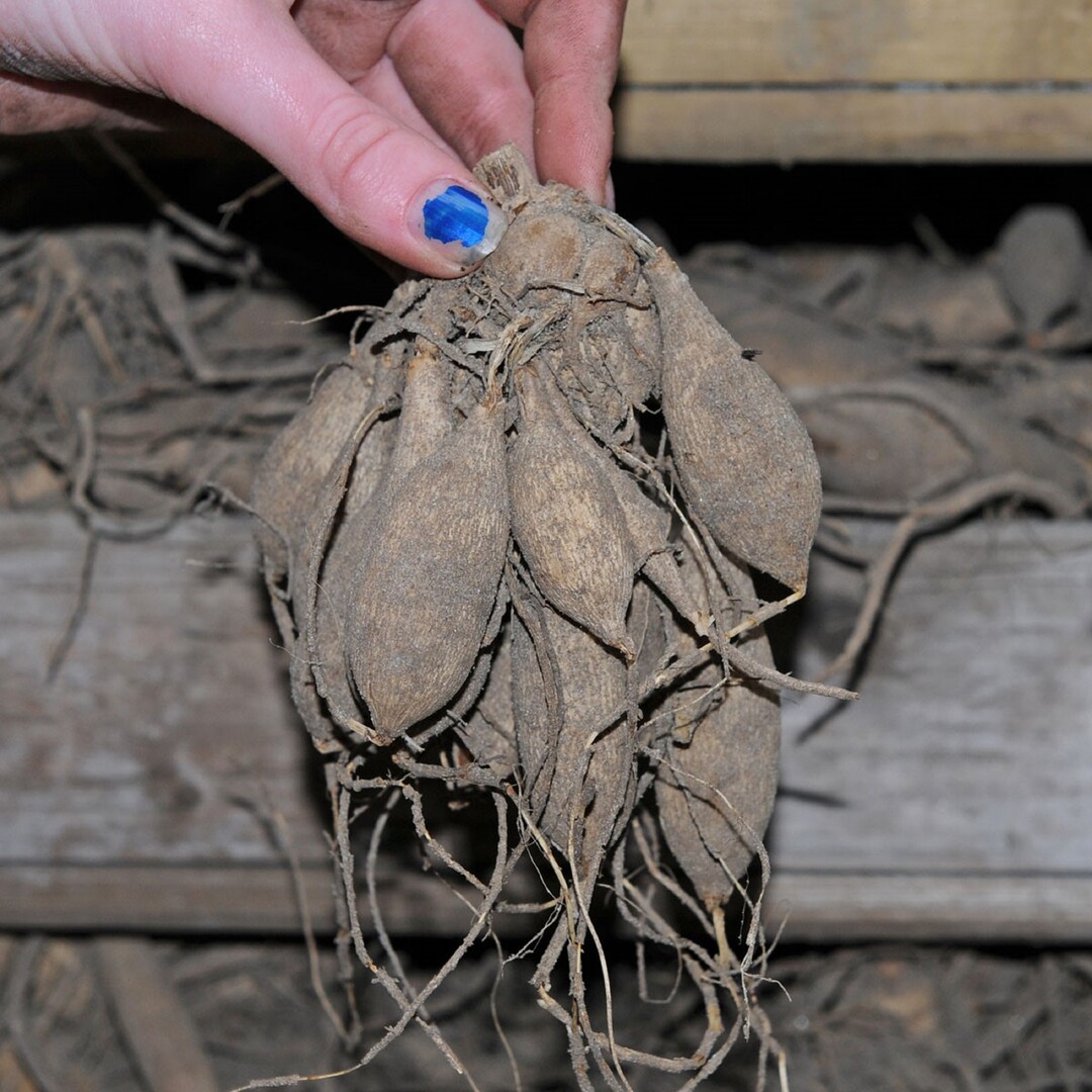 Wird das Laub der Dahlien im Herbst gelb, welk und trocken, sollten die nicht winterharten Knollen ausgegraben und trocken sowie frostfrei gelagert werden.