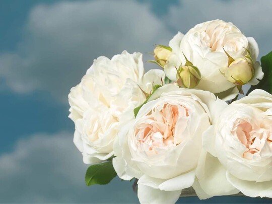 Groe nostalgisch gefllte Blten in Wei-Rosa. Kompakter Wuchs (35 bis 60 cm Hhe). Royal Viking ist trotz der auergewhnlich hellgrnen Bltter eine gesunde, robuste reichblhende Floribundarose. Besonders geeignet auch fr Strue. 