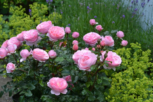 Darling: Diese leuchtend rosa bis hellrosa blhende sehr reich blhende Beetrose (80 bis 90 cm) trgt ihre nostalgisch gefllten Blten an Dolden von Juni/Juli fortwhrend bis in den Oktober. Die blattgesunde Rose treibt rtlich aus und hat mittel- bis dunkelgrnes glnzendes Laub.