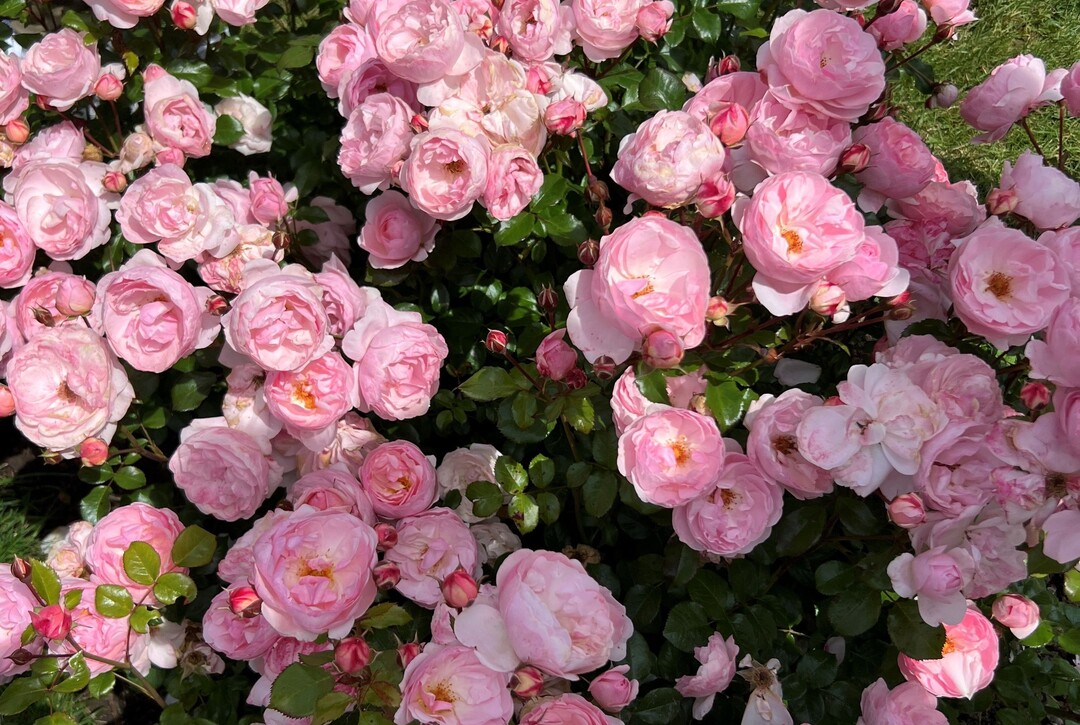 Goldene Rose 2024 für Darling von Noack Rosen<br>