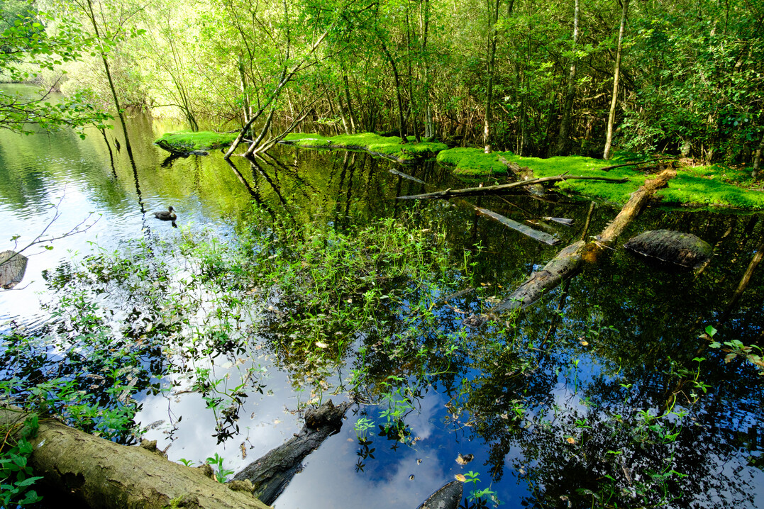 Das Sumpf-Blutauge kommt im Randbereich von Hochmooren oder in Nieder- und bergangsmooren vor.