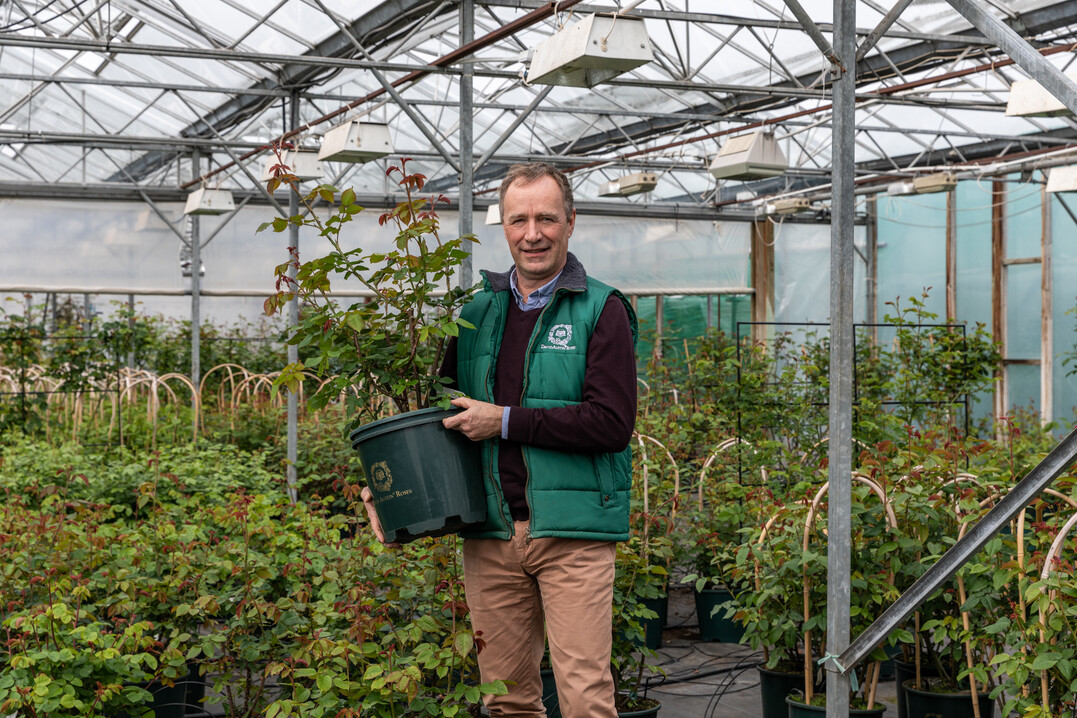 David Austin Jnr inmitten seiner Rosen.