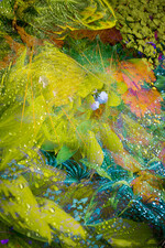 Portfolio, Gewinnerfotoserie von David Townshend. Muster von Hosta-Blättern: Northamptonshire, GB-England. Töpfe mit Hosta, Heuchera und Libertia auf meiner Terrasse, jede mit ihren eigenen unverwechselbaren Blattformen, Texturen und Farben, verwandelten sich, als sich Regentropfen auf ihnen sammelten, wobei die Düsternis ihre Farben akzentuierte. Belichtungsreihe, um ihre vergängliche Schönheit als einzigartige Muster einzufangen.