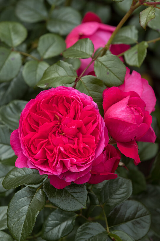     Deep Love, Kletterrose von Rosen Tantau: Die Liebe zu den kunstvoll gefllten Bltenbllen der historischen Rosen ist ungebrochen. In unseren Nostalgie-Rosen finden wir diese althergebrachte Anmut in Verbindung mit guten modernen Wuchseigenschaften, Frosthrte und einer hohen Krankheitsresistenz. Warum sollten wir also noch Kompromisse eingehen?