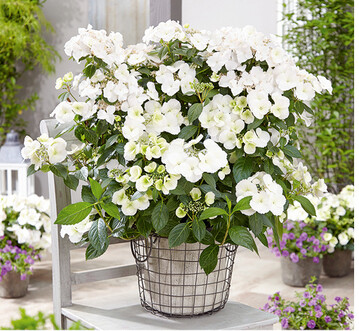 Mit dieser Hortensie sind vllig neue Produktformen mglich.