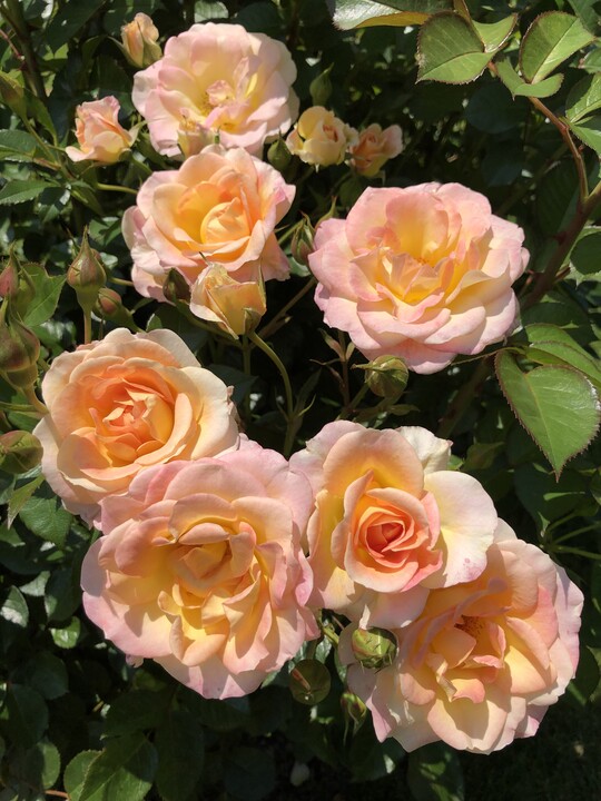    Dekora (Kordes Rosen)

ist eine dichtbuschige, aufrecht wachsende Strauchrose mit gefllten Blten in kleinen Dolden und mit hoher Blattgesundheit. Apartes Farbspiel aus Gelb mit zartrosa Schattierungen. Perfekt in gemischten Beeten oder auch fr niedrige Hecken. Ergnzung der HECKENZAUBER-Kollektion. 