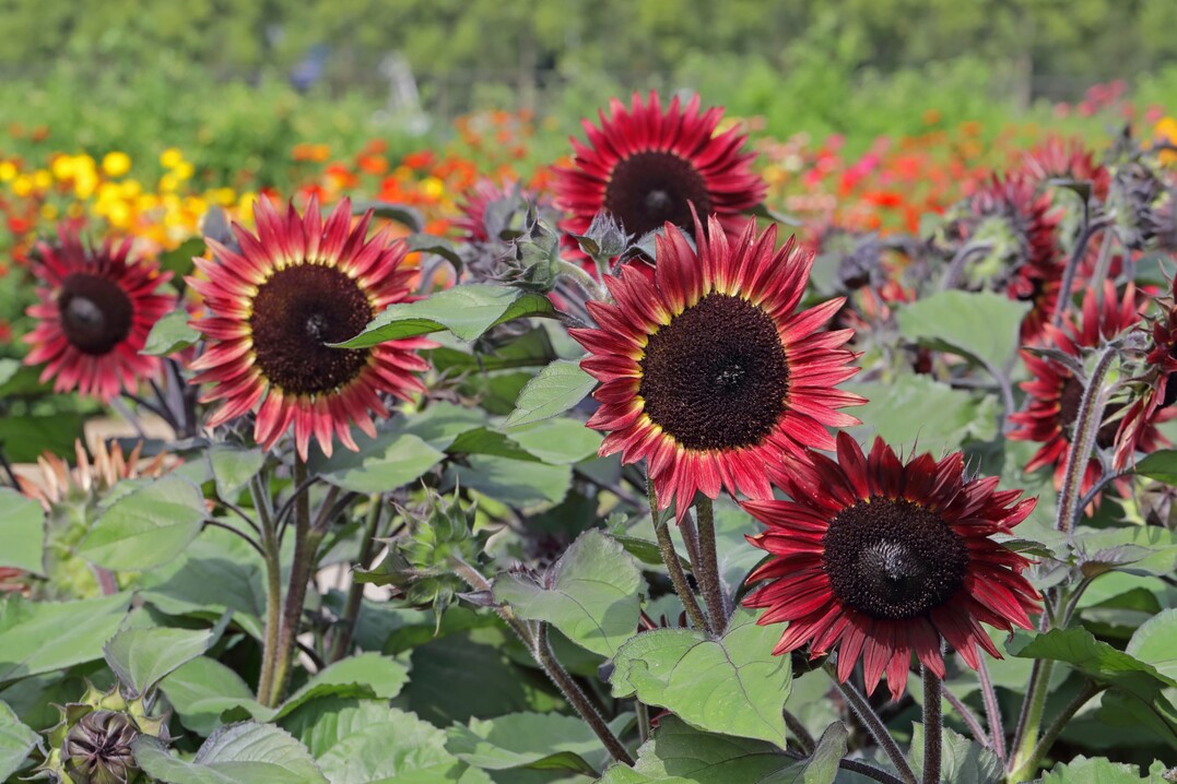 Helianthus annuus "Desire Red" von Burpee leuchtet als rote Sonne im sommerlichen Garten