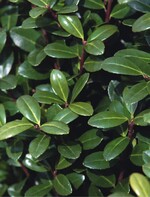 Ilex crenata ‘Caroline Upright’