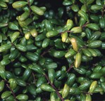 Ilex crenata ‘Convexa’