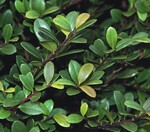 Ilex crenata ‘Dark Green’