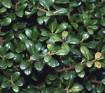 Ilex crenata ‘Glorie Gem’