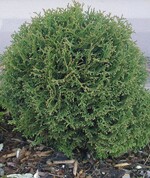 Thuja occidentalis ‘Danica’