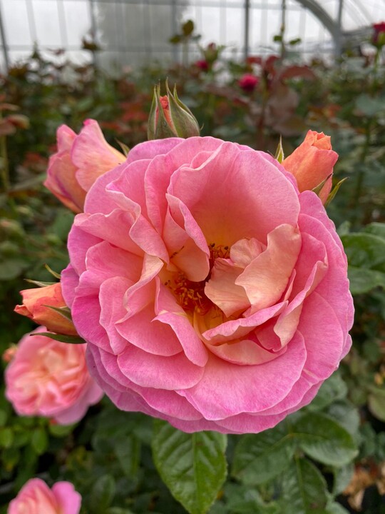 Dornburger Schlossrose ist eine duftende Edelrose mit eleganten rosa Blten mit gelbem Hauch, die bereits im Rosenwettbewerb Baden-Baden eine Goldmedaille erhielt.