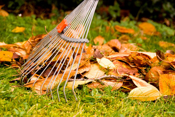  Falllaub ist fr viele ein eher leidiges Thema. Dabei kann es uerst ntzlich sein, wie  als Winterschutz oder Mulch. 