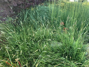  Das wintergrne trockenvertrgliche Ziergras Sesleria eignet sich bestens fr die Flchenbedeckung an sonnigen bis halbschattigen Standorten.   
