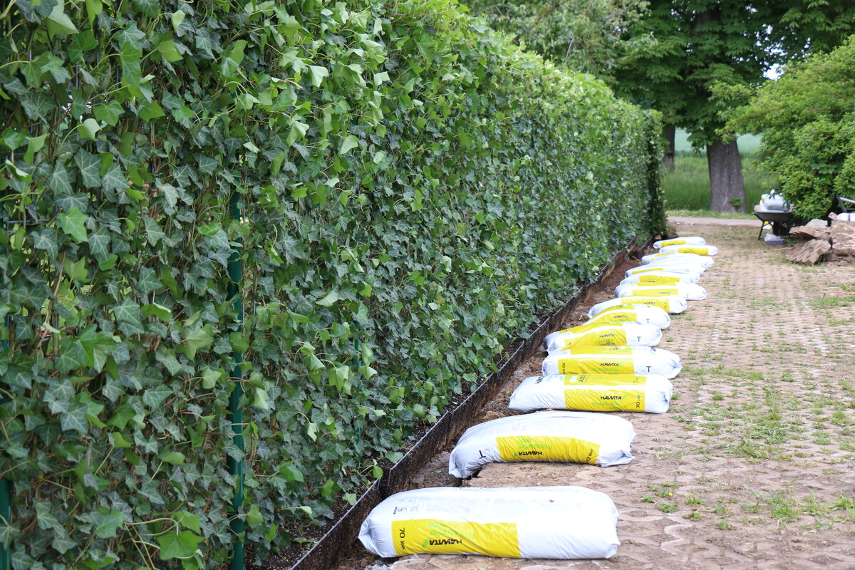Sichtschutz mit der Hecke am laufenden Meter Gartenpraxis