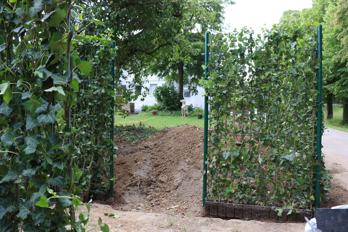 Sichtschutz mit der Hecke am laufenden Meter Gartenpraxis