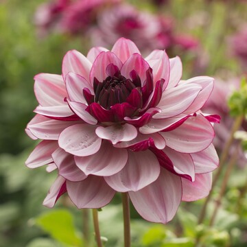 Anders als ihre Schwestern entwickelt sich die Dahlie "Crme de Cassis" auch an halbschattigen Standorten gut. 