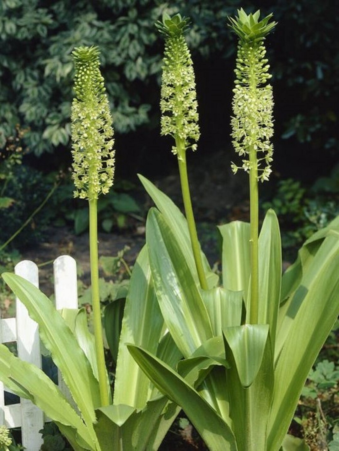 Eucomis, die Ananaslilie ist eine der wenigen Zwiebelgewchse, die auch mit weniger Licht bestens zurechtkommt.  