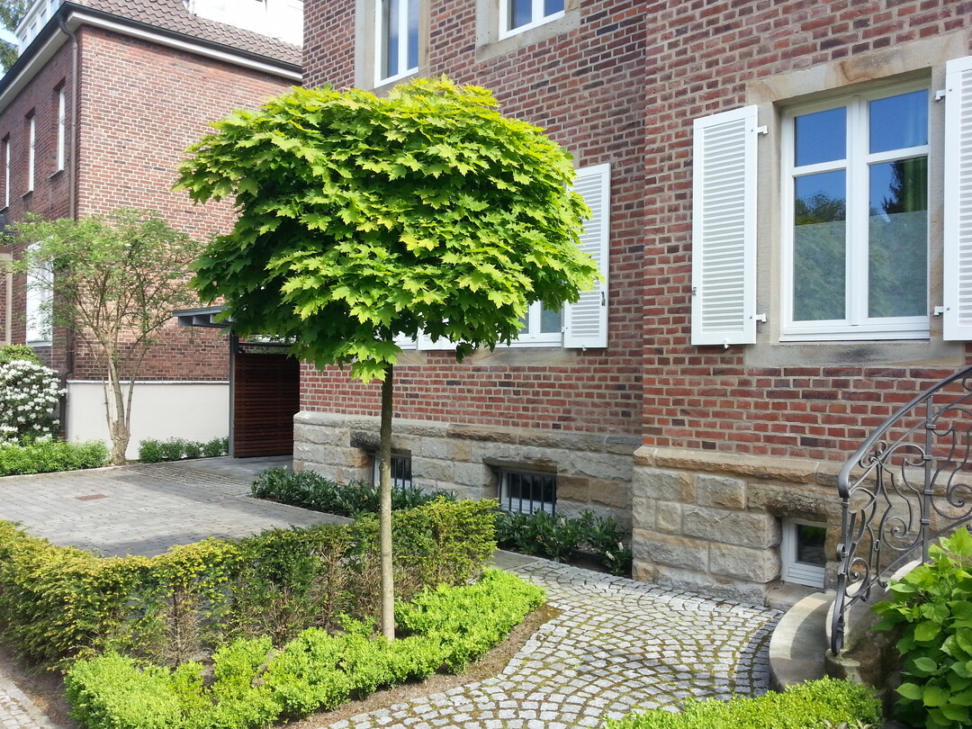 Bei Gehölzen rund ums Haus sollte vor allem das Wurzelsystem gestärkt werden, das bei begrenztem Wurzelraum für die Versorgung mit Wasser und Nährstoffen sorgen muss.