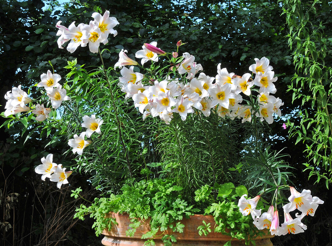 Lilium regale, die Knigs-Lilie, im Kbel