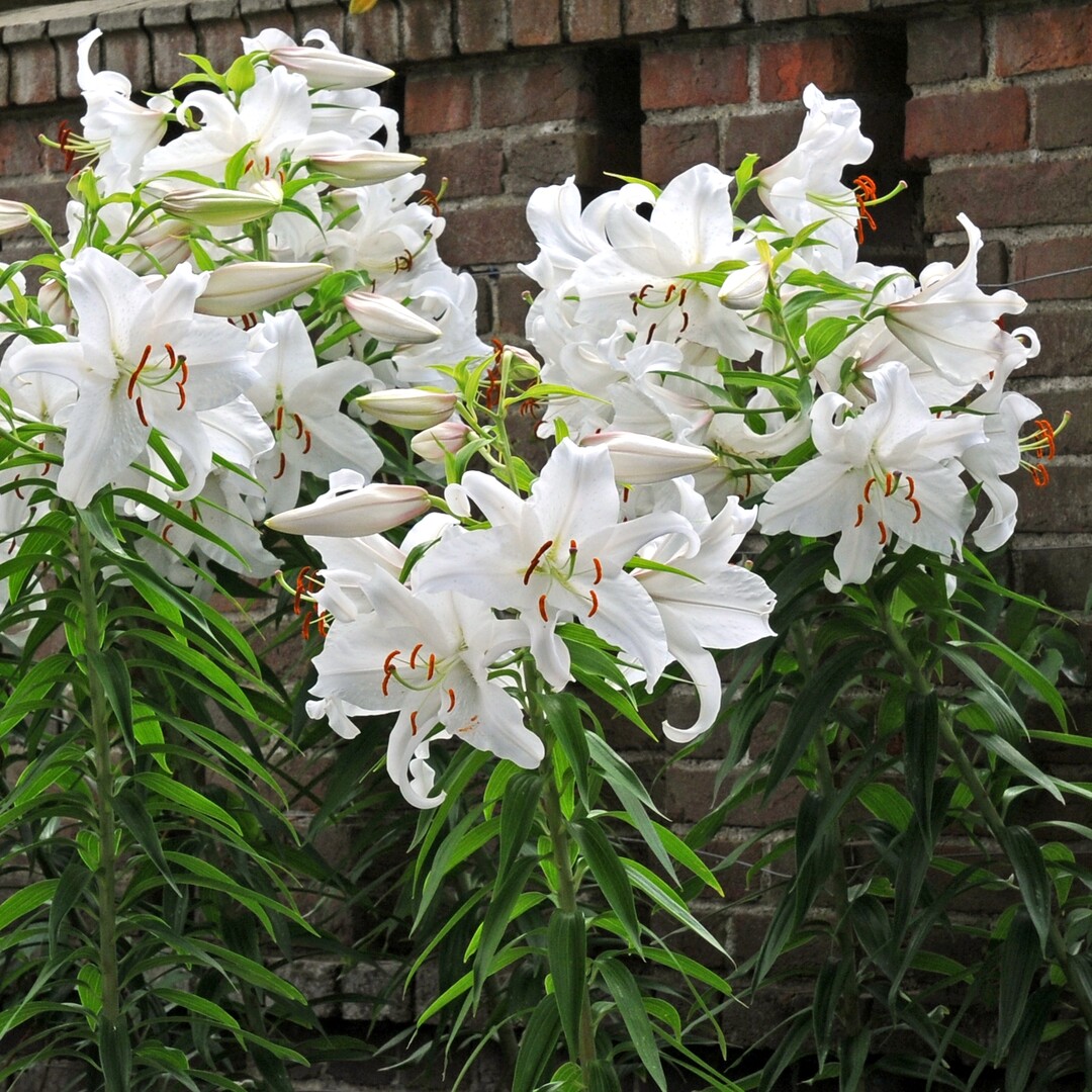Die reinweie Lilium "Casa Blanca" ist besonders ausdauernd und vielbltig.
