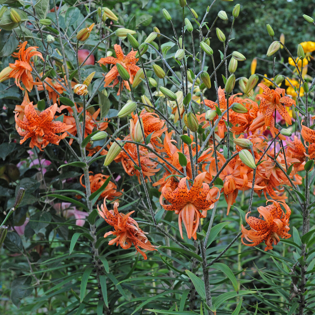 Lilien im Sommergarten jetzt pflanzen! Gartenpraxis