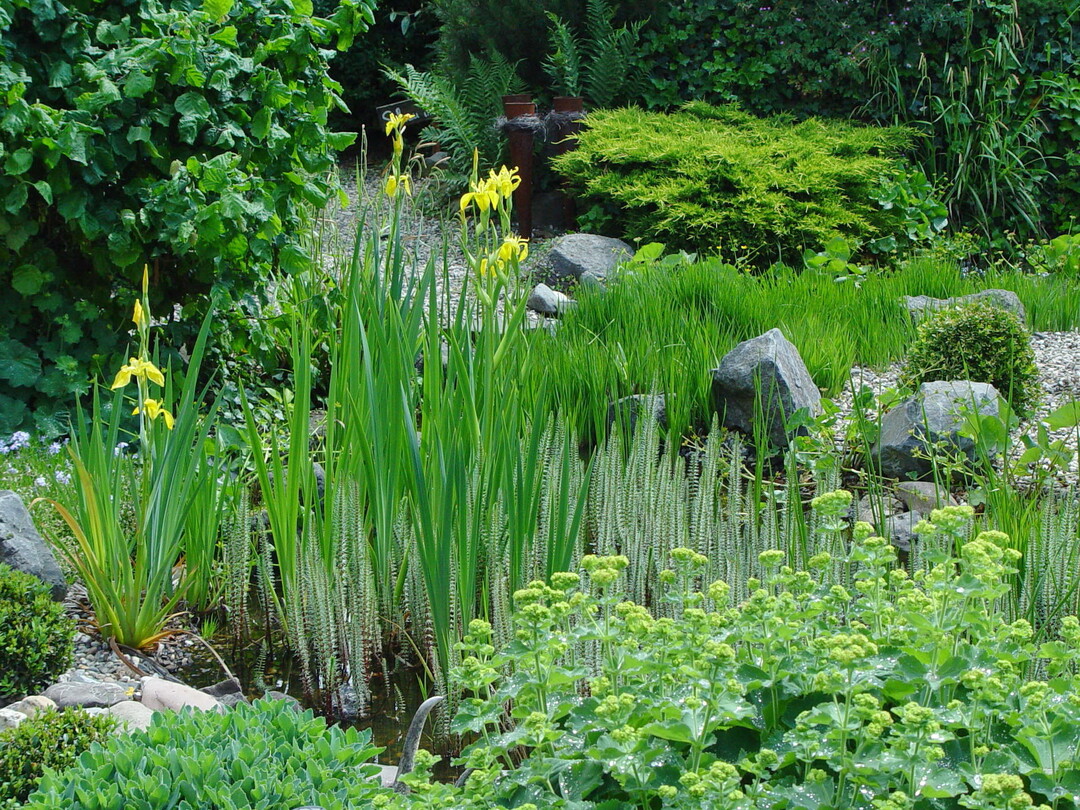 Vor allem feuchte Senken im Garten eignen sich fr die Anlage eines Sumpfbeetes.<br>