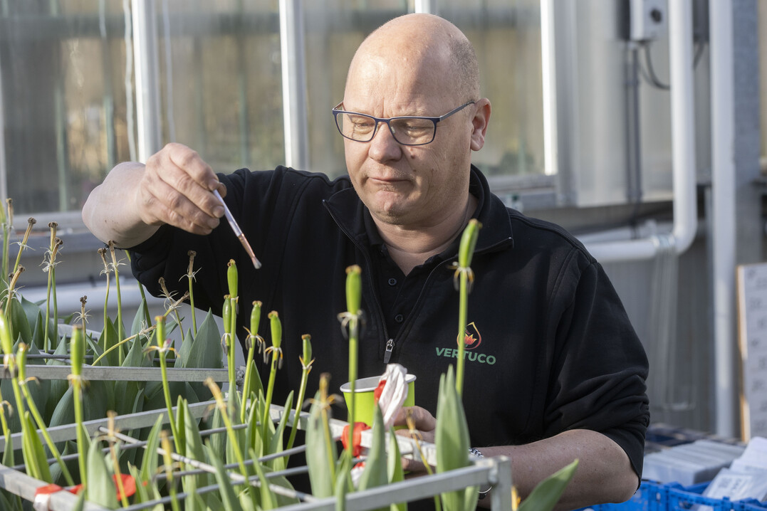 Das Kreuzen von Tulpen ist Handarbeit und verlangt Fingerspitzengefhl.