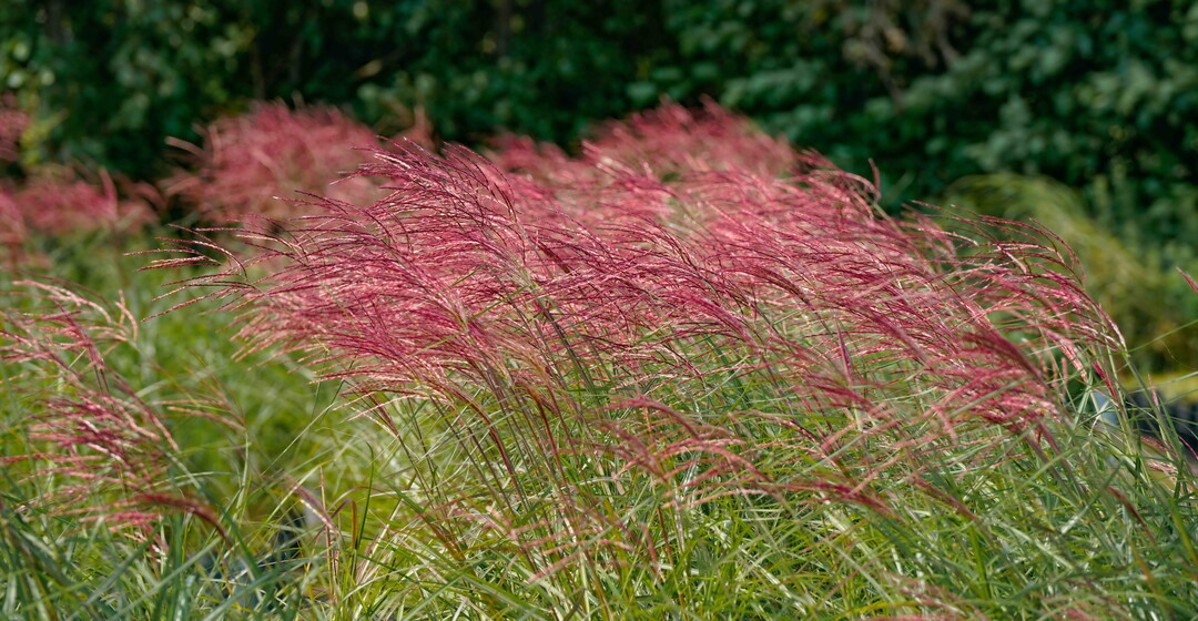 Rote Ähren zeigt Miscanthus sinensis "Red Chief".<br>