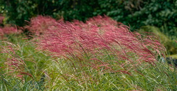 Rote hren zeigt Miscanthus sinensis "Red Chief".<br>